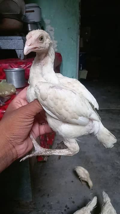 aseel paper white chiks