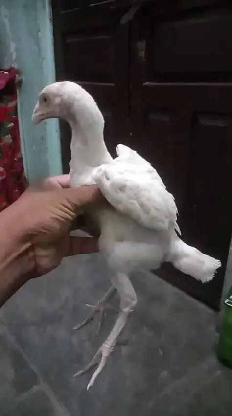aseel paper white chiks — photo 2