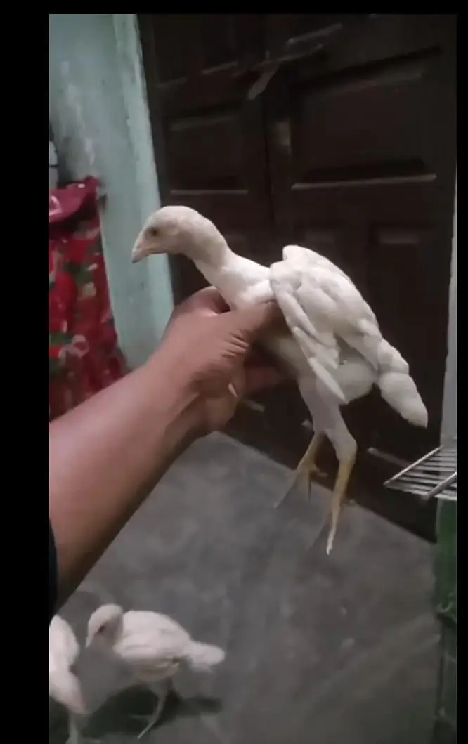 aseel paper white chiks — photo 3
