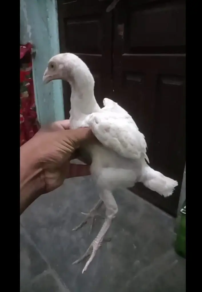 aseel paper white chiks — photo 4