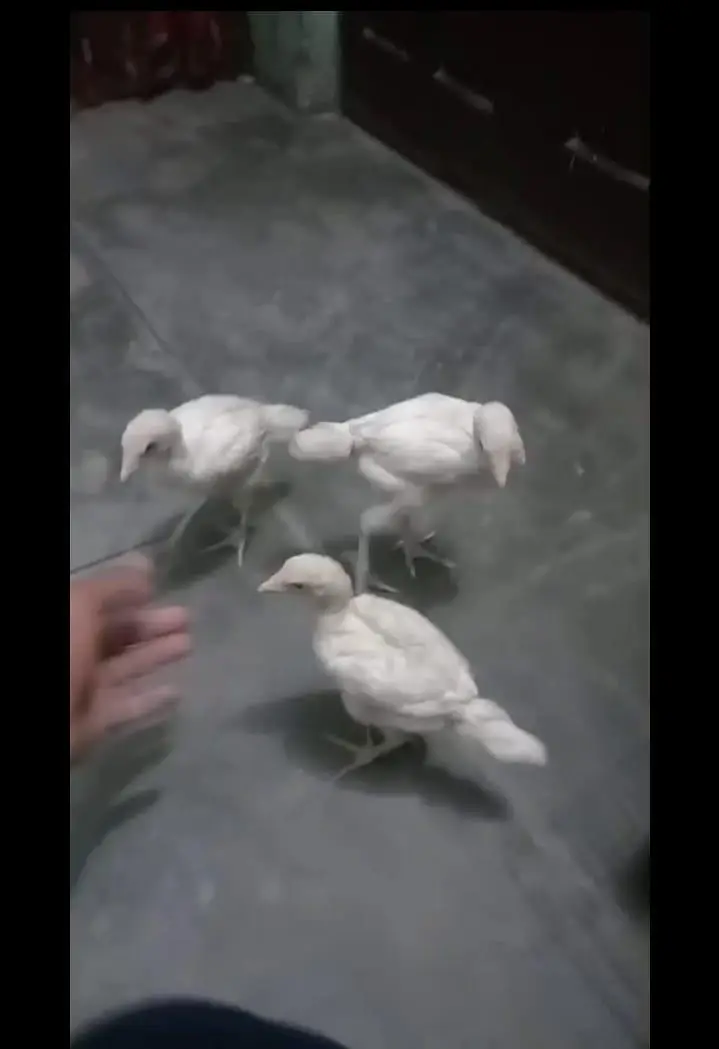 aseel paper white chiks — photo 5