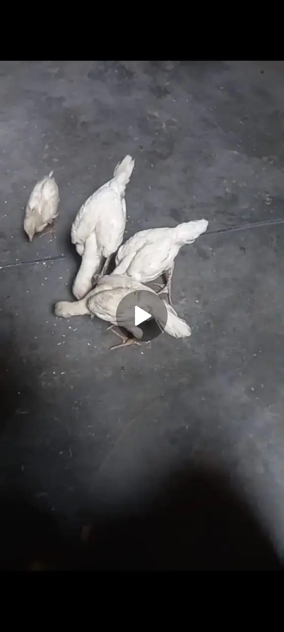 aseel paper white chiks — photo 6