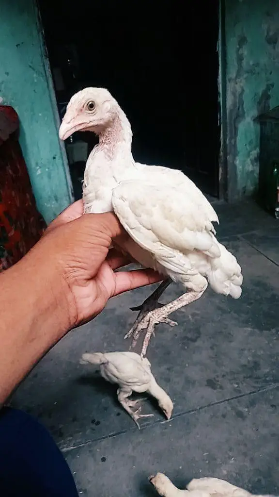 aseel paper white chiks — photo 7