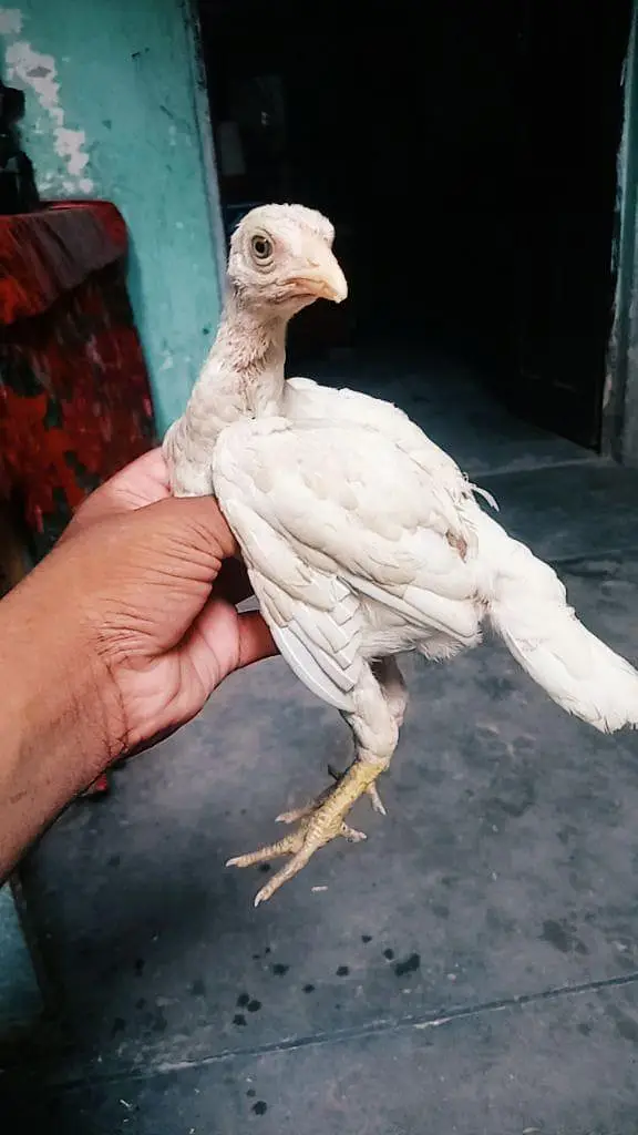 aseel paper white chiks — photo 8