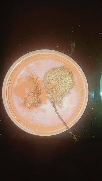 گیدڑ سنگھی 1
