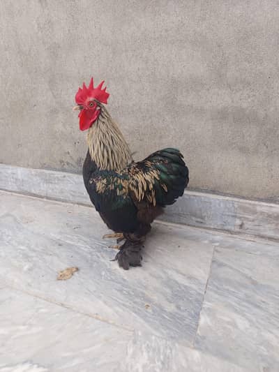 bantam trio set 1 polish male 1 aseel phatthi (female)