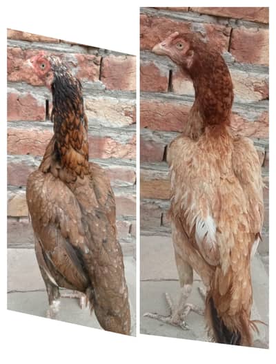 2 female for sale 03052593845