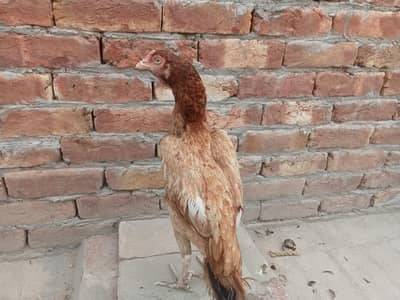 lakhi  female for sale 03052593845