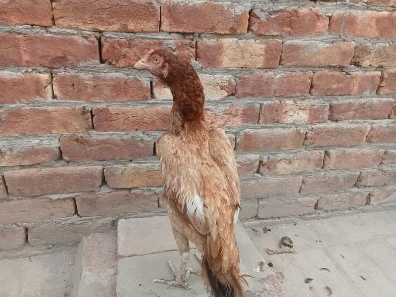 2 female for sale 03052593845 — photo 2