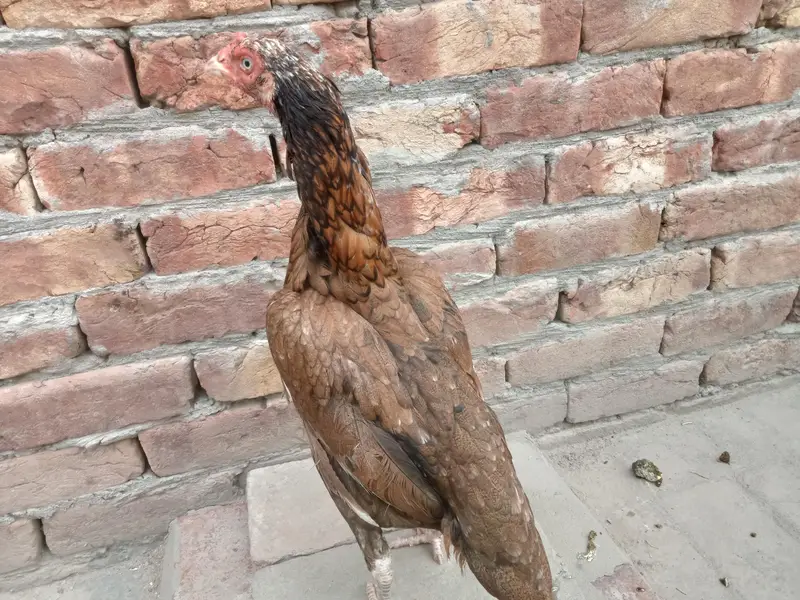 2 female for sale 03052593845 — photo 3