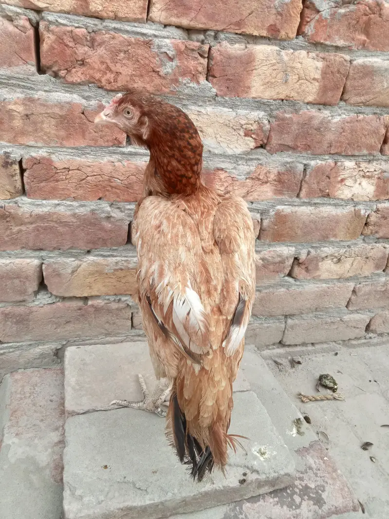 2 female for sale 03052593845 — photo 4