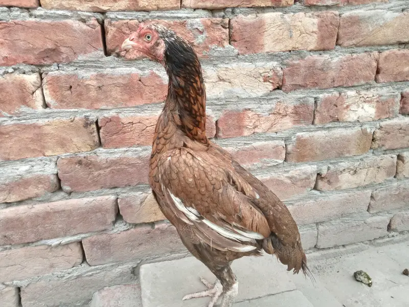 2 female for sale 03052593845 — photo 5