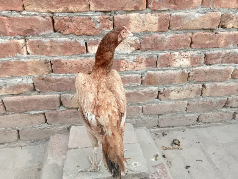 2 female for sale 03052593845 — photo 6