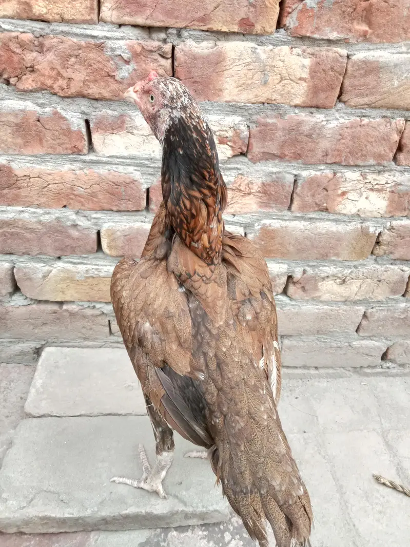2 female for sale 03052593845 — photo 7