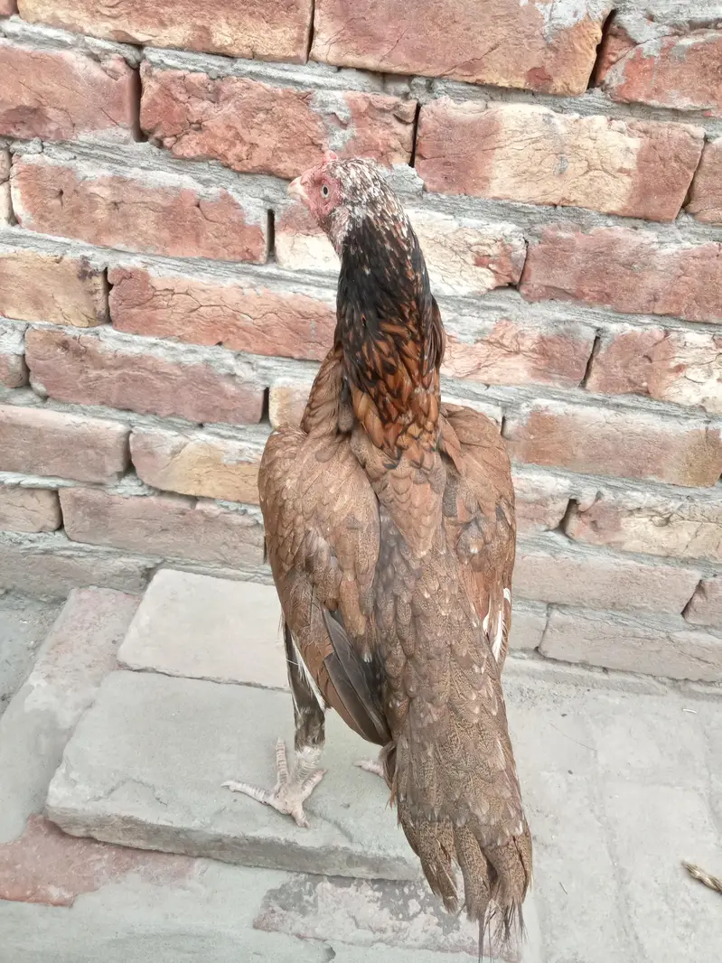 2 female for sale 03052593845 — photo 8