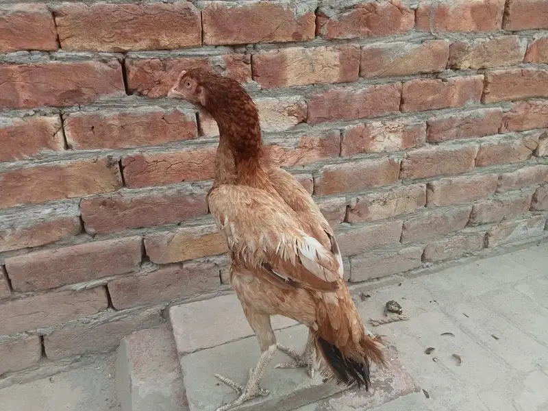 2 female for sale 03052593845 — photo 9