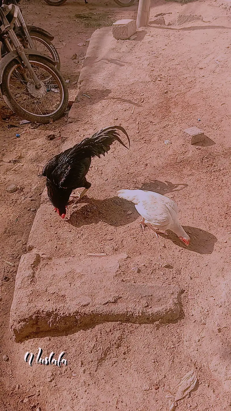 MIANWALI LAKHA — photo 2