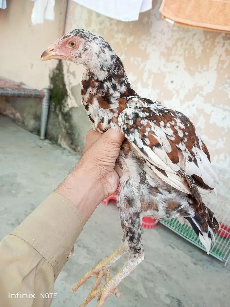 Aseel pair — photo 2