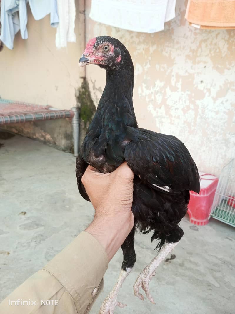 Aseel pair 3