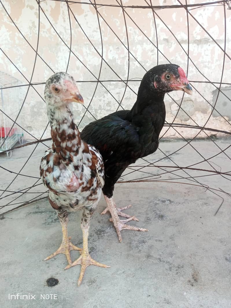 Aseel pair 5