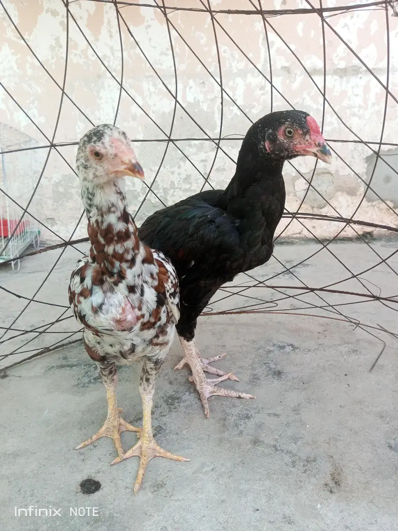 Aseel pair — photo 6