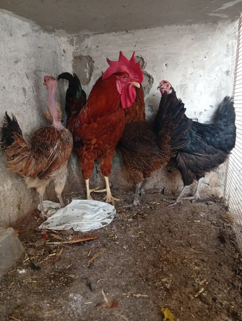 chicken for sale — photo 2