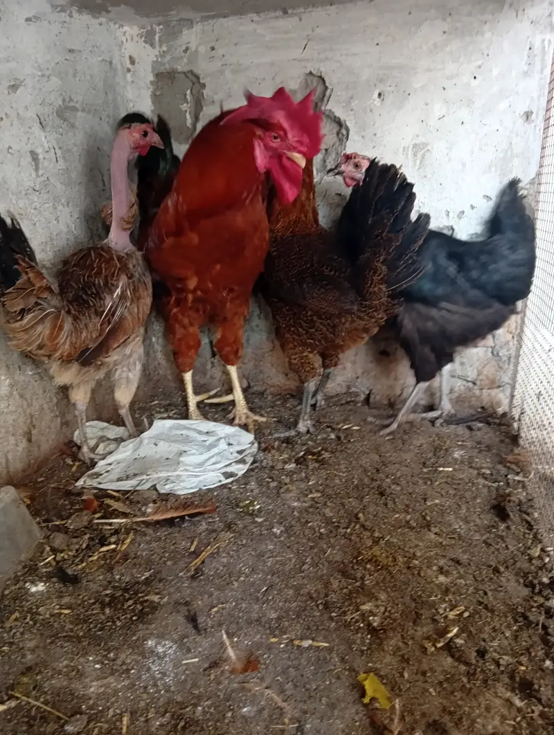 chicken for sale — photo 3