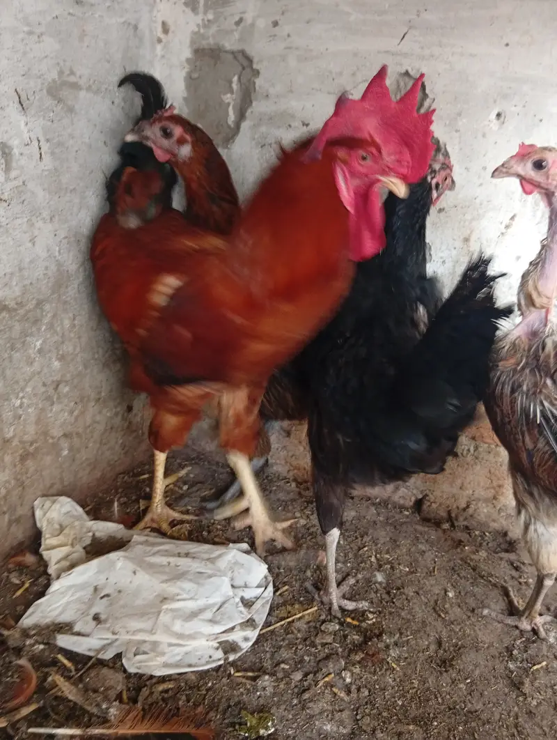 chicken for sale — photo 4