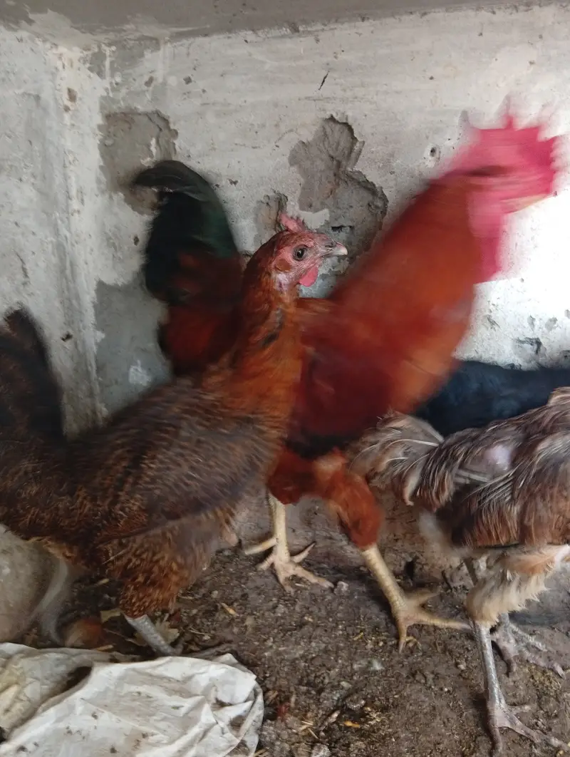 chicken for sale — photo 5