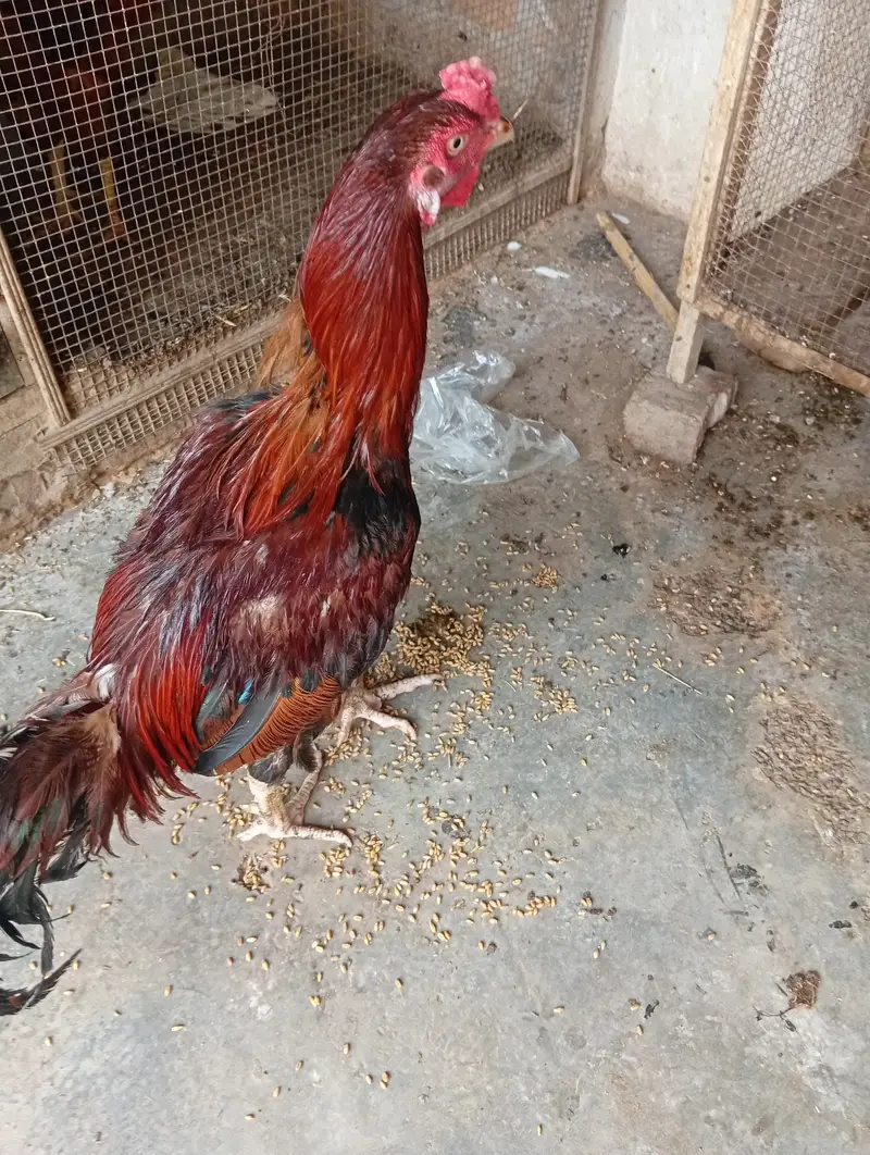 chicken for sale — photo 6