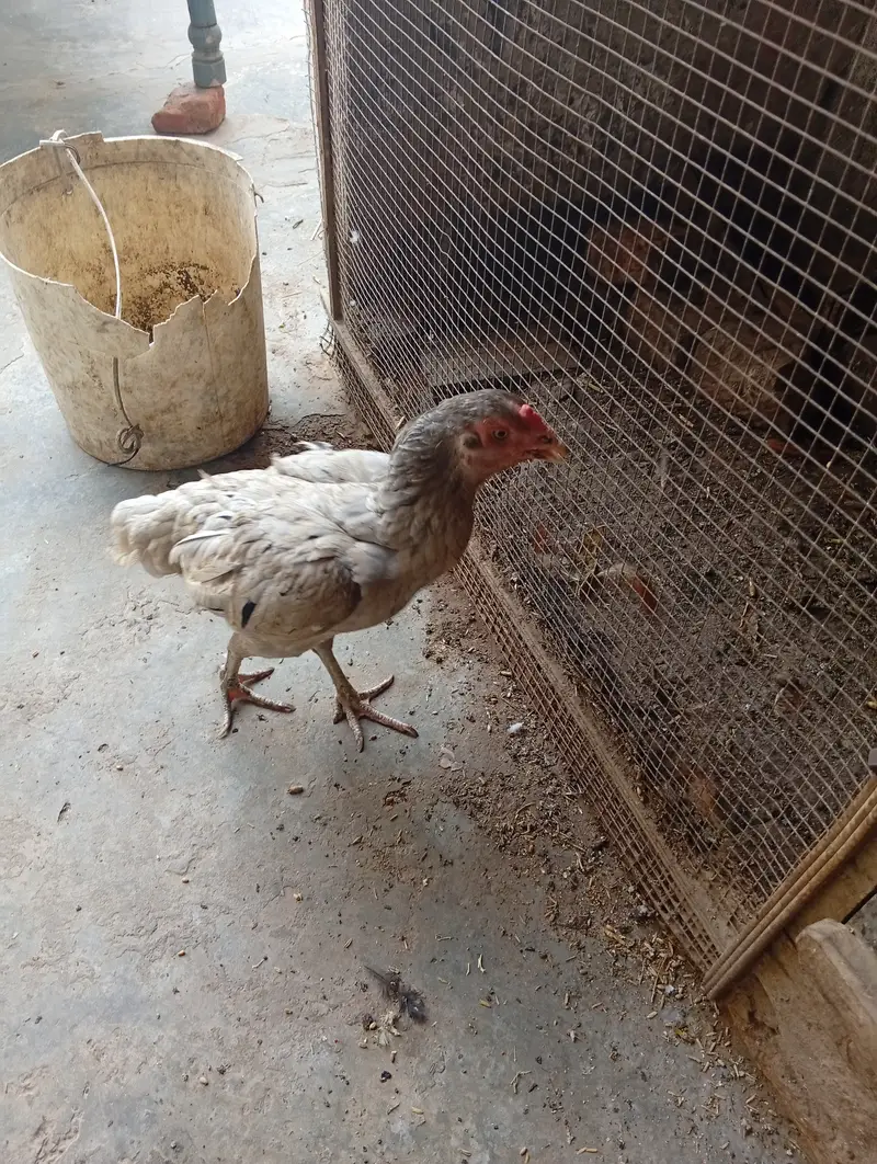 chicken for sale — photo 7