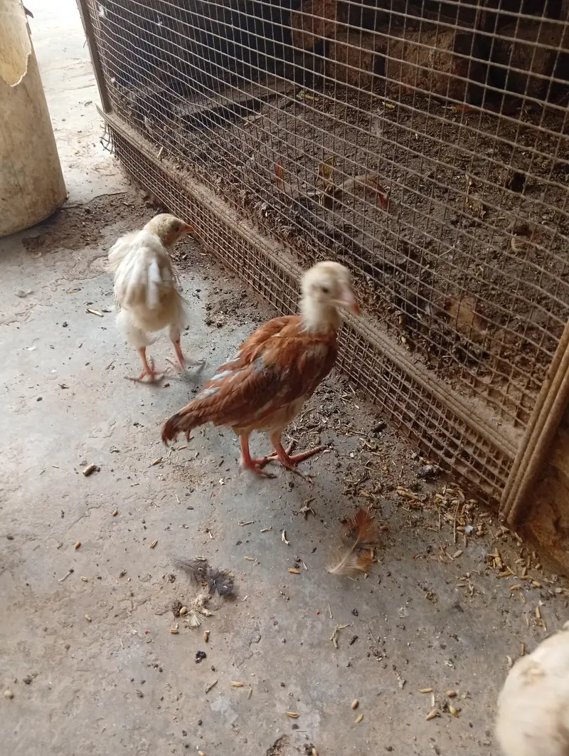 chicken for sale — photo 8