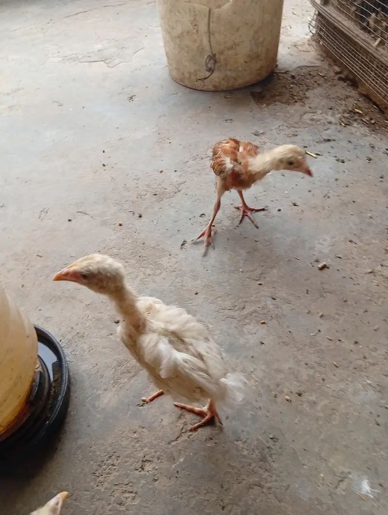 chicken for sale — photo 9