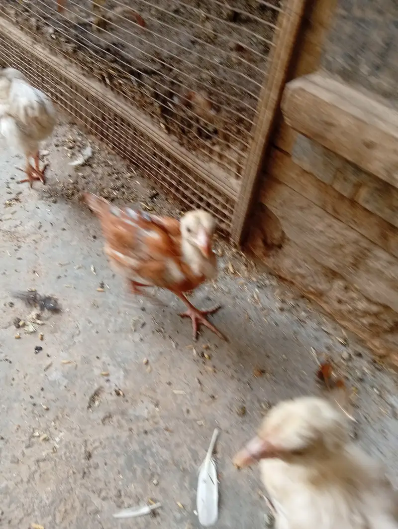 chicken for sale — photo 10