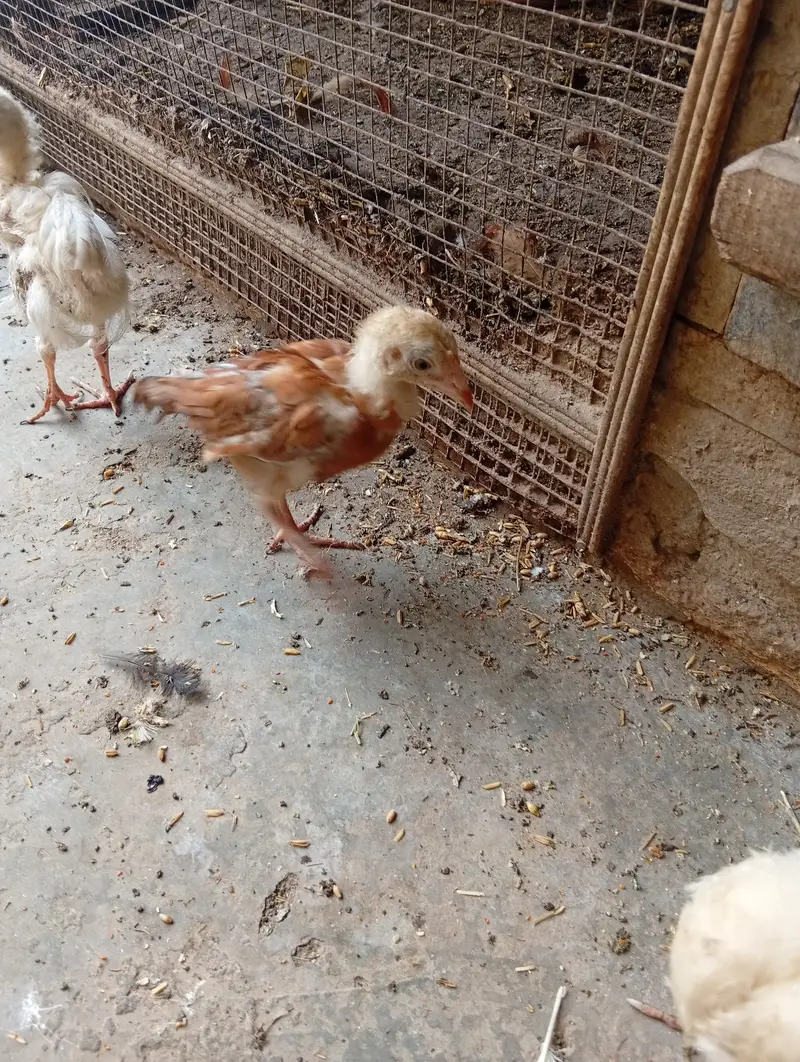 chicken for sale — photo 11