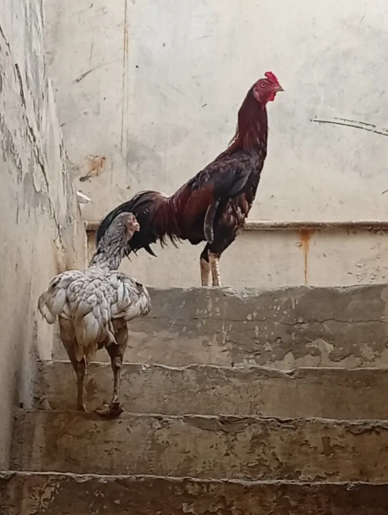 chicken for sale — photo 12