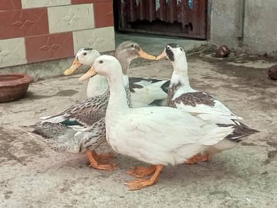Ducks