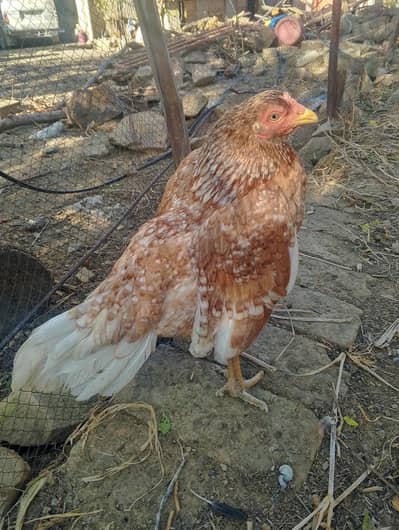 AMROHA ASEEL FEMALE ,PN,(03424405847)