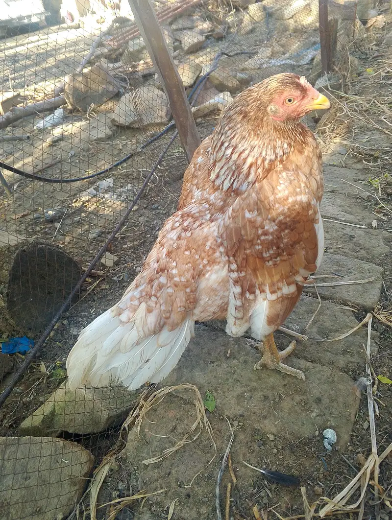 AMROHA ASEEL FEMALE ,PN,(03424405847) — photo 2