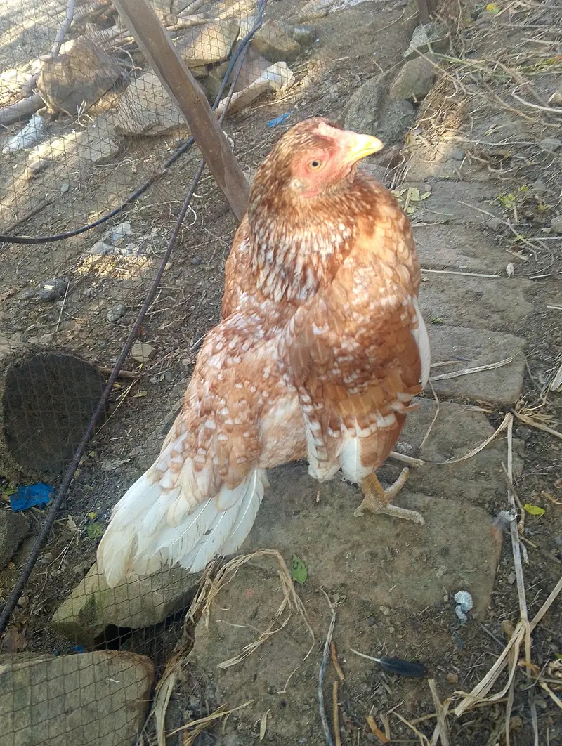 AMROHA ASEEL FEMALE ,PN,(03424405847) — photo 3
