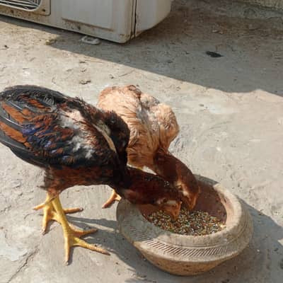mianwali aseel home breed