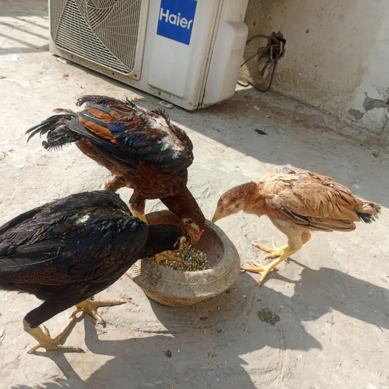 mianwali aseel home breed — photo 2