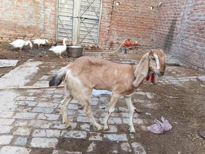 Beetal Bakri