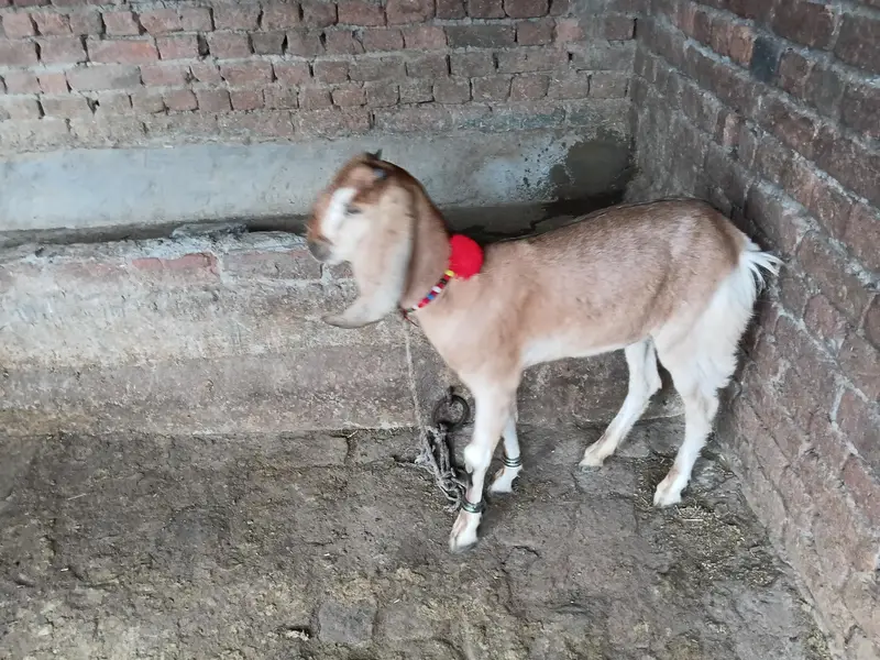 Beetal Bakri — photo 2