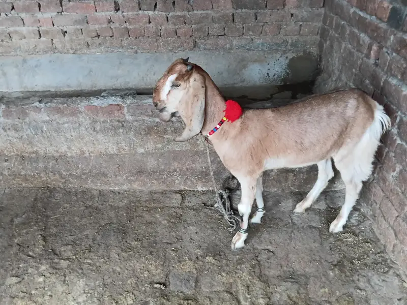 Beetal Bakri — photo 3