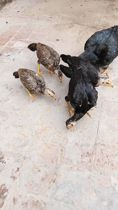 mianwali  aseel home breed