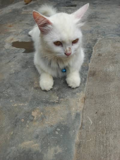 one female cat and three babies cats colour white