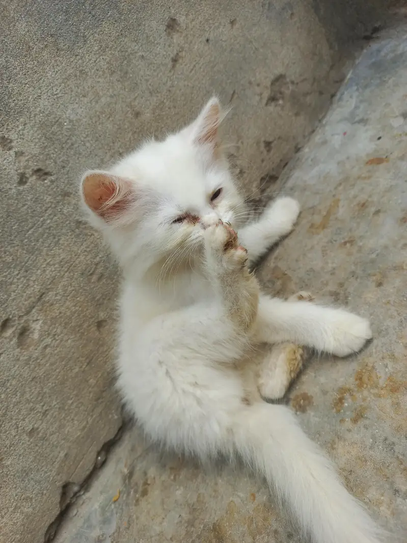 one female cat and three babies cats colour white — photo 2