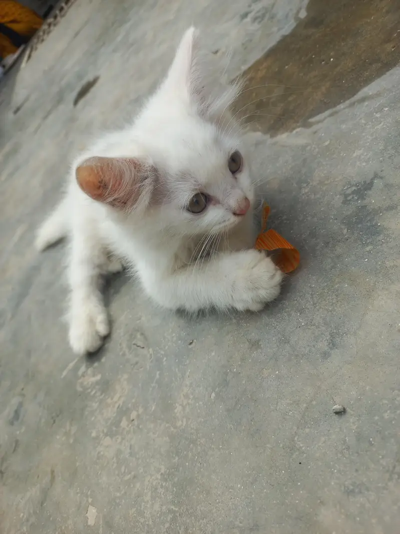 one female cat and three babies cats colour white — photo 3