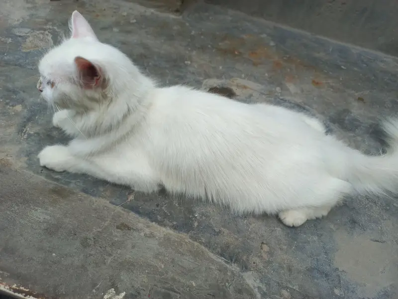 one female cat and three babies cats colour white — photo 4